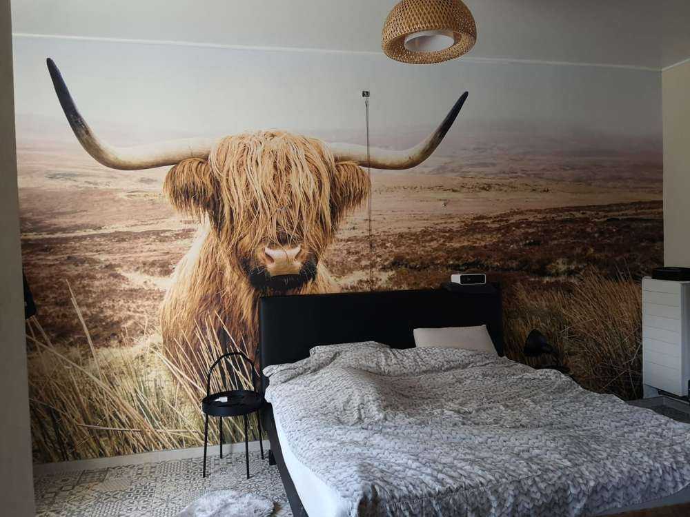 Highland écossais avec roseau