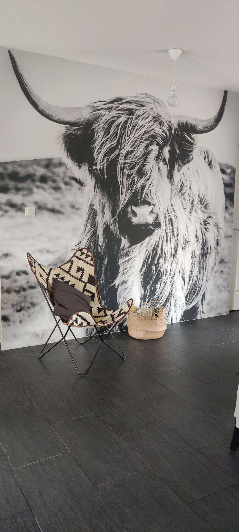 Le Highland écossais en noir et blanc