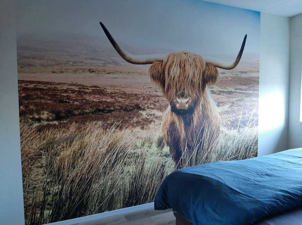 Highland écossais avec roseau