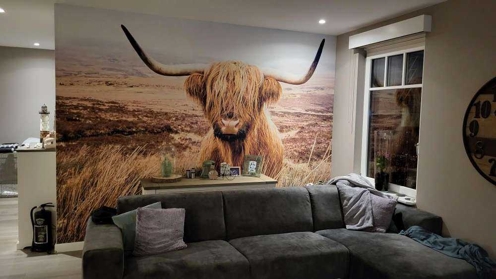 Highland écossais avec roseau