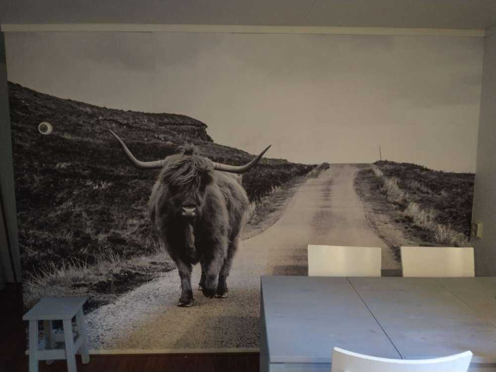 Le Highland écossais sur la route