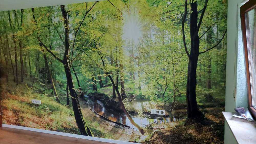 Forêt avec un ruisseau