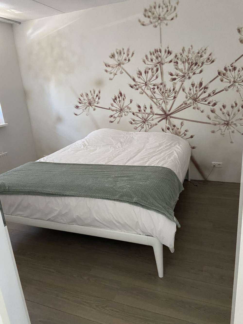 Cerfeuil sauvage en gros plan