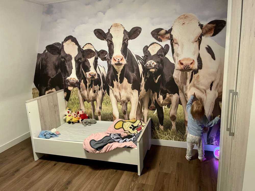 Troupeau de vaches