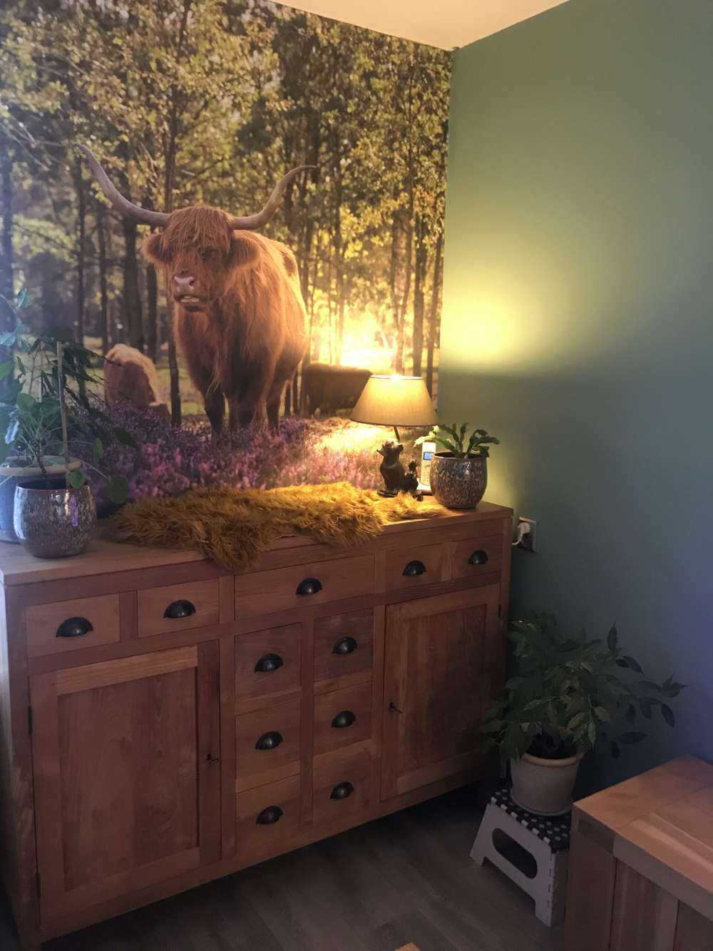 Les Highlands dans une réserve naturelle