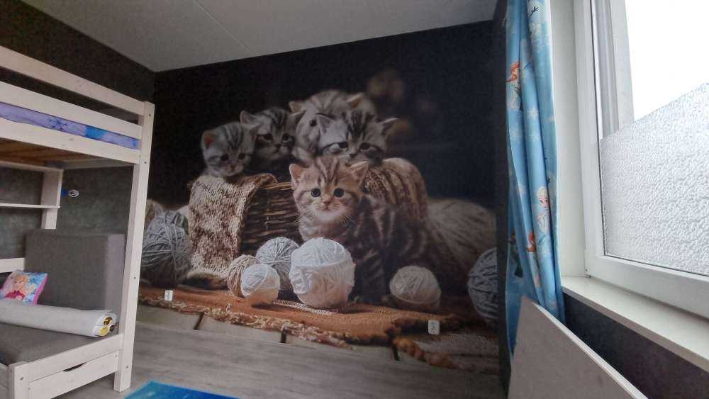 Chatons avec de la laine