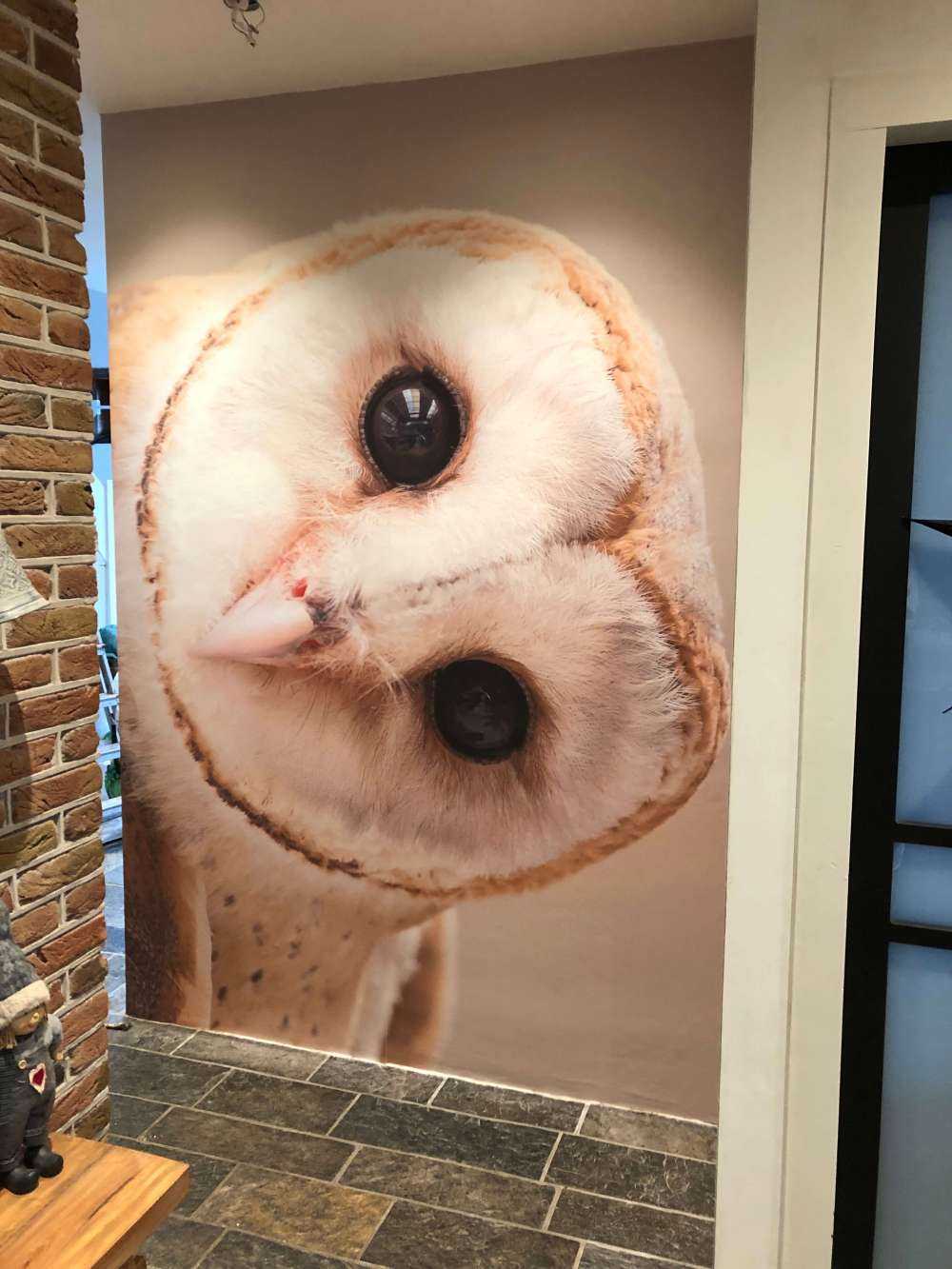 Chouette avec la tête inclinée