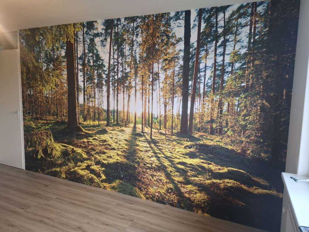 Forêt de pins