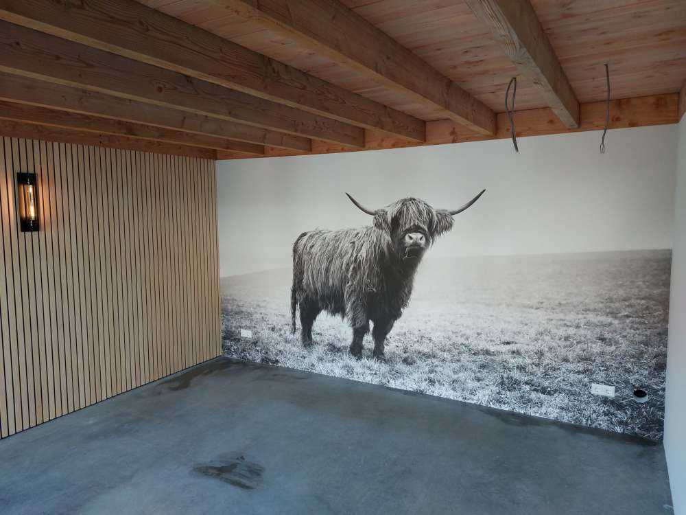 Le Highland écossais dans l'herbe