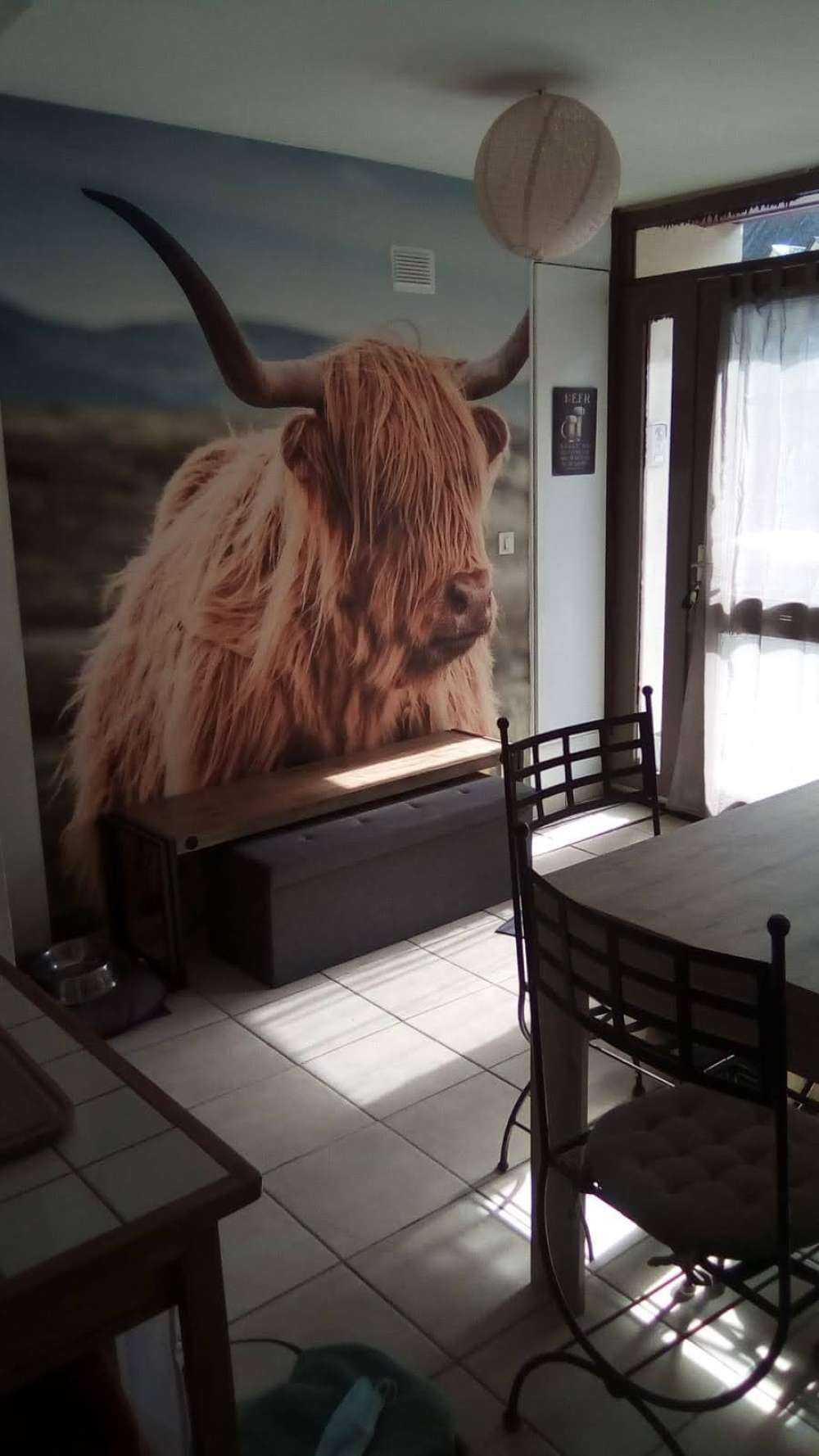 Highland écossais dans les collines