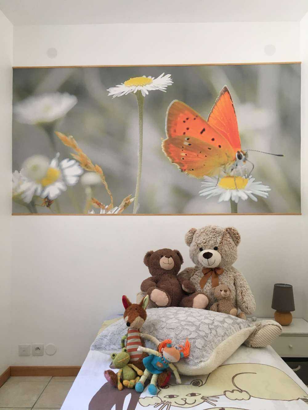 Marguerites&#x20;et&#x20;papillon&#x20;orange