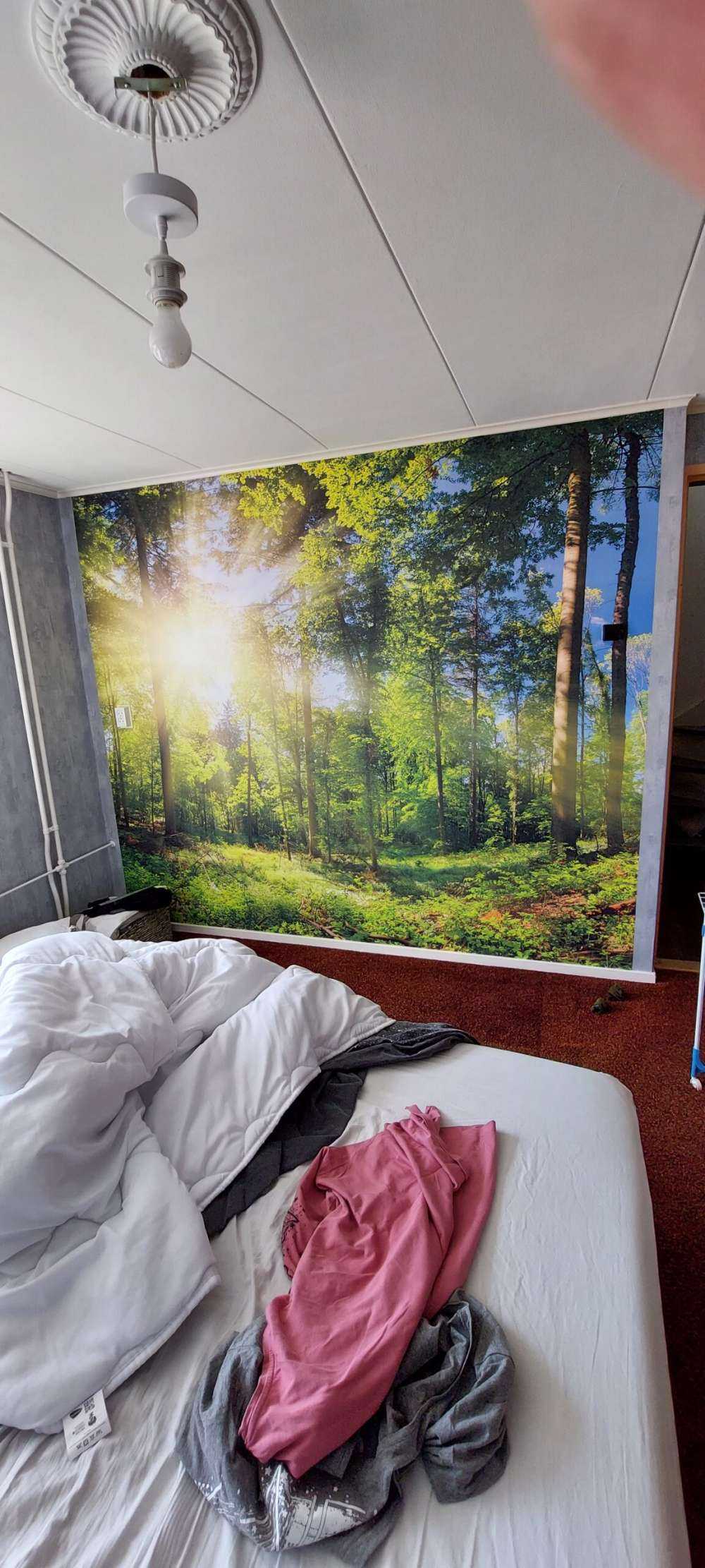 Une forêt avec des rayons de soleil