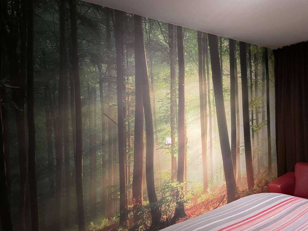 Soleil matinal parmi les arbres