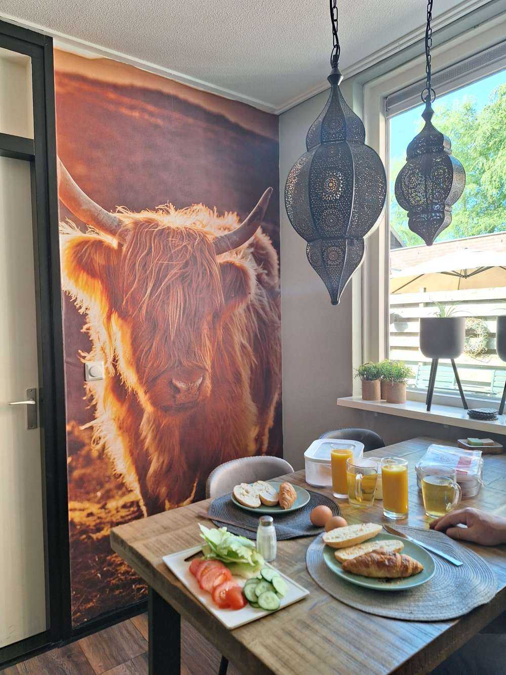 Le Highland écossais au soleil