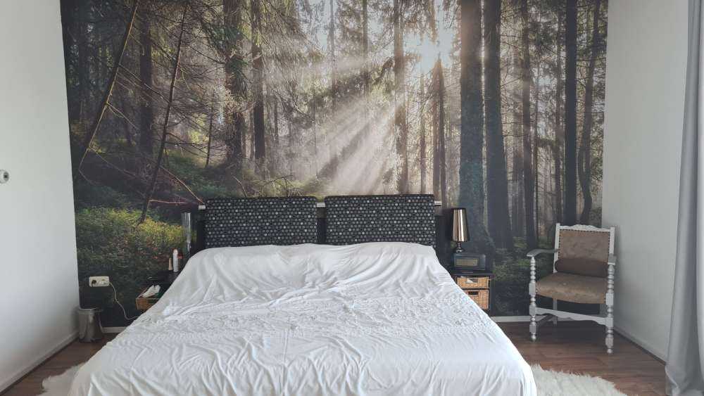 Forêt d'automne ensoleillée