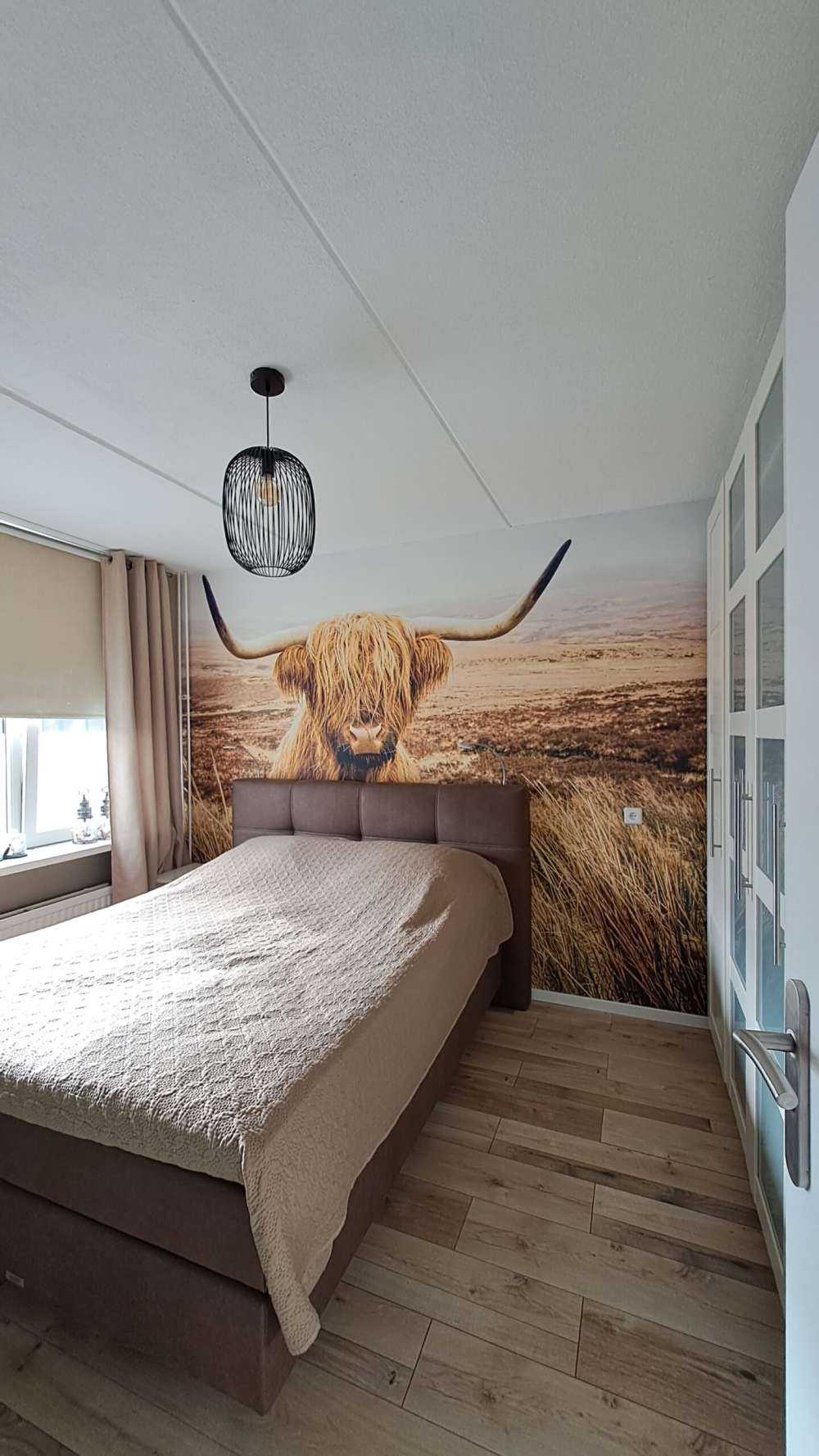 Highland écossais avec roseau