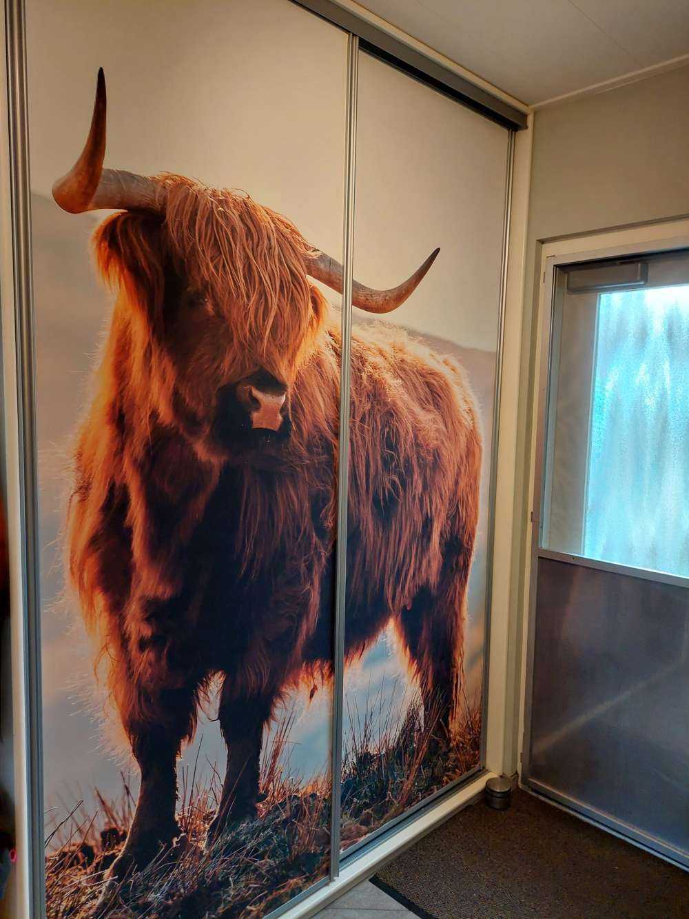 Un Highland écossais sur une colline