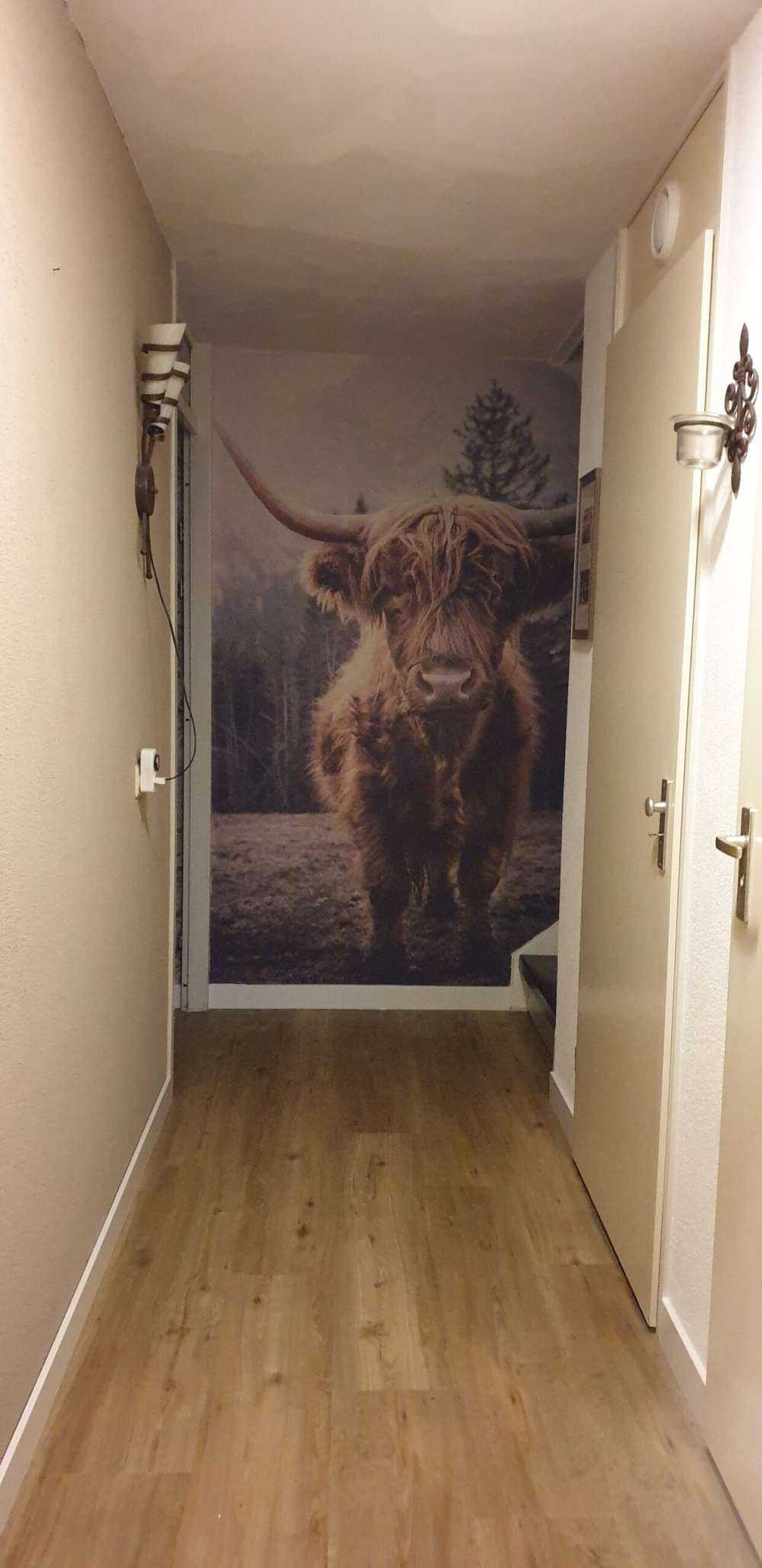 Le Highland écossais au bord de la forêt