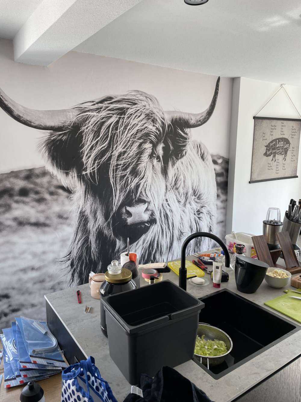 Le Highland écossais en noir et blanc