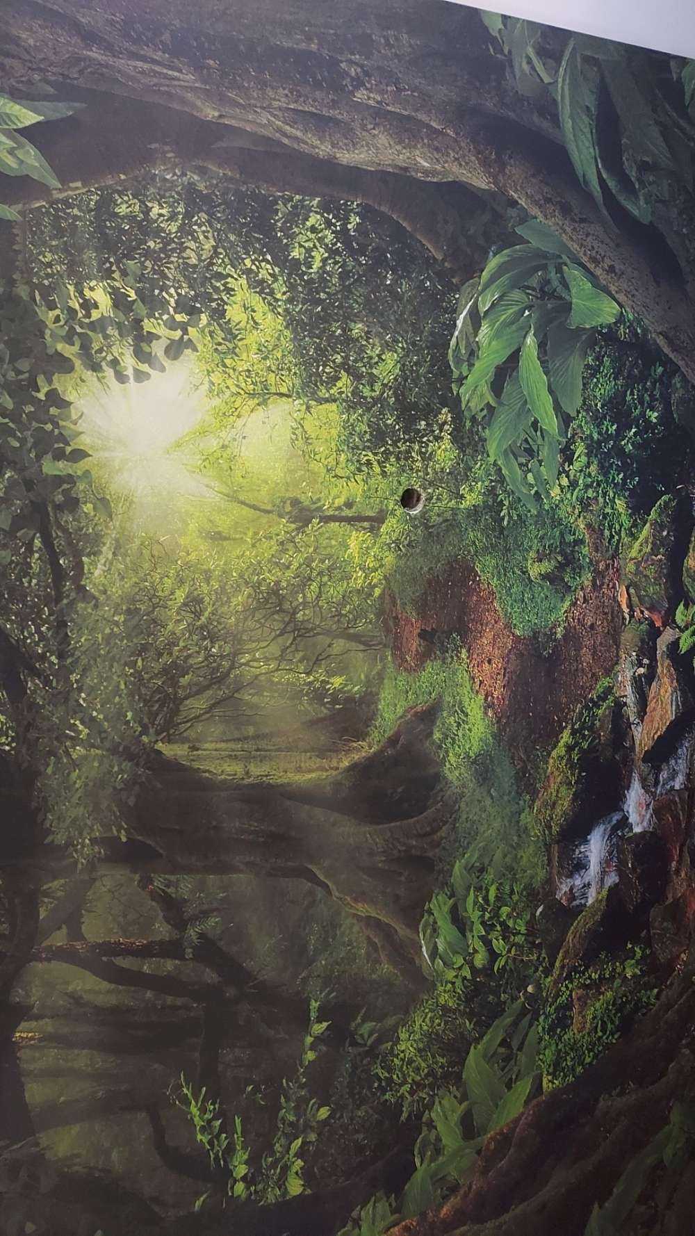 Jungle tropicale avec lumière du soleil