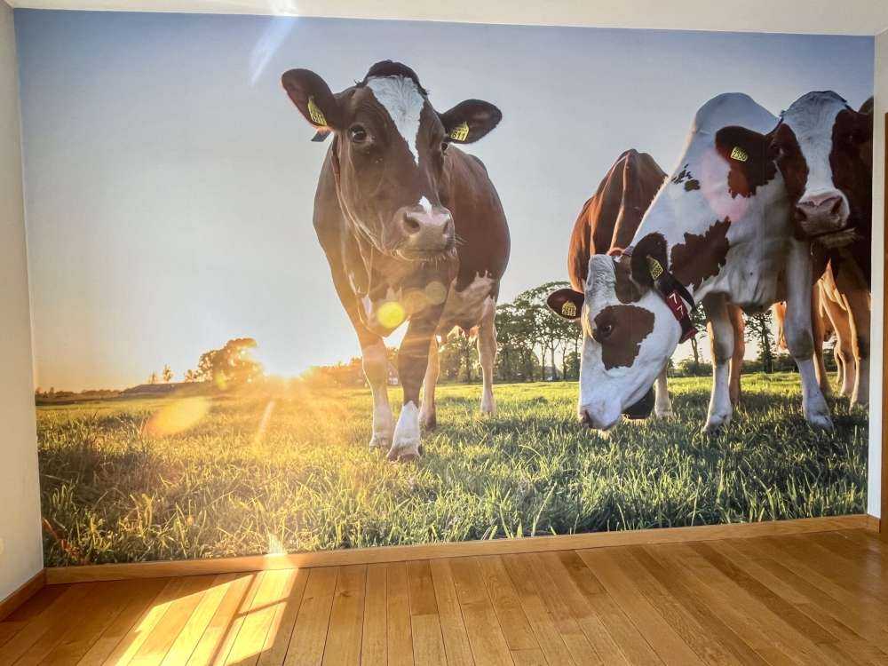 Fond d'écran des vaches