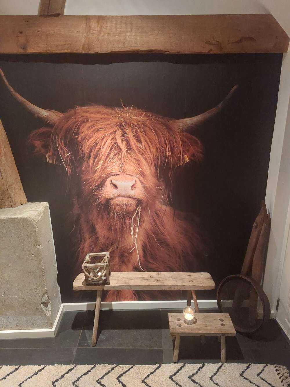 Portrait Scottish Highlander