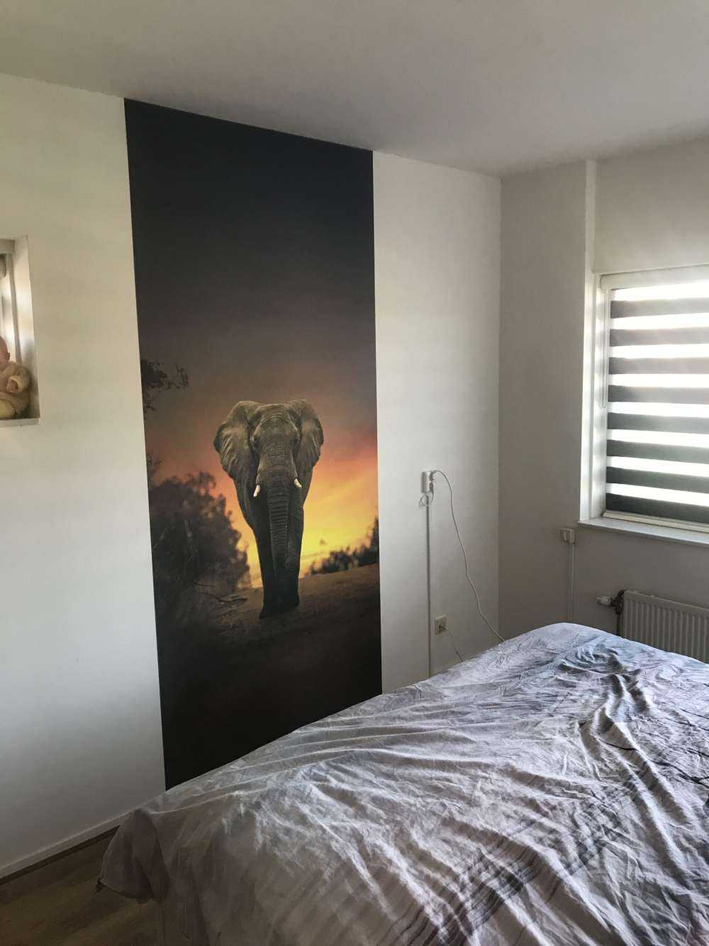 Eléphant au coucher du soleil
