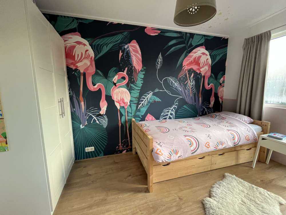 Flamants roses sauvages