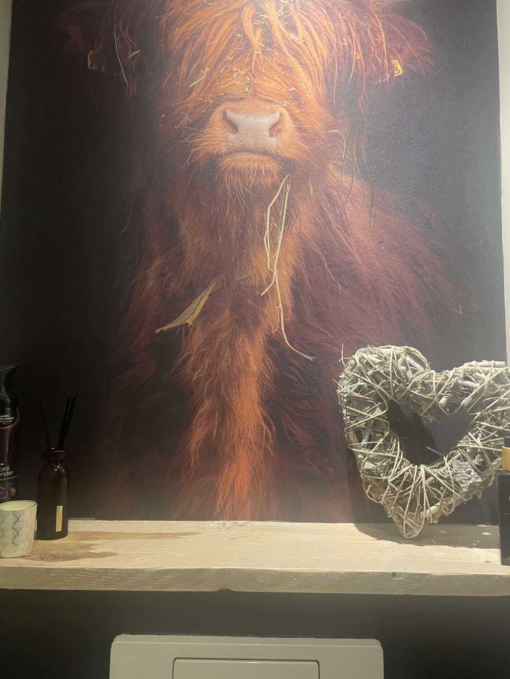 Portrait Scottish Highlander