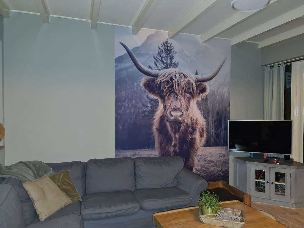 Le Highland écossais au bord de la forêt