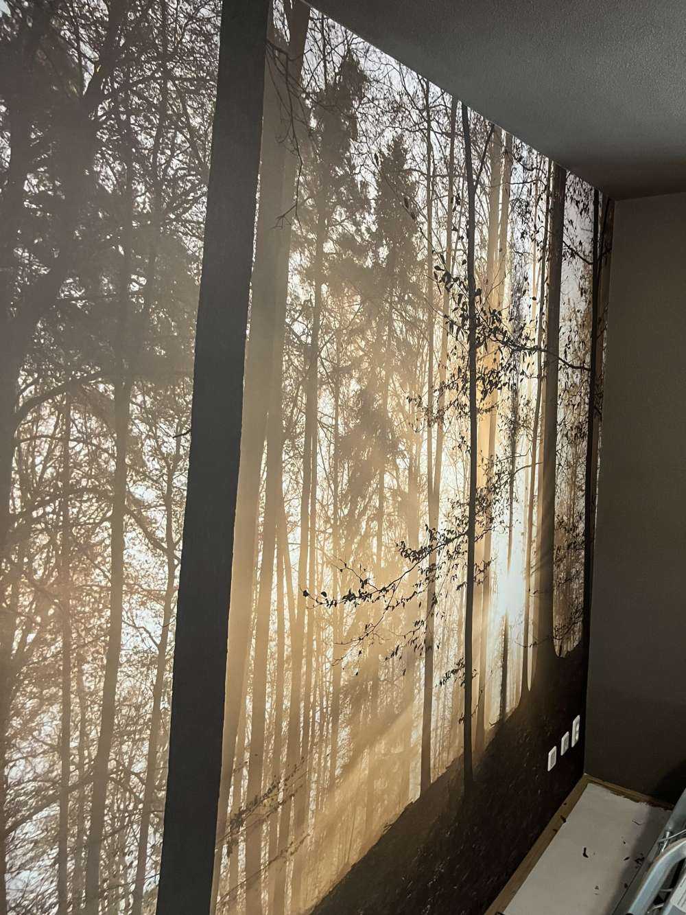 Soleil dans une forêt brumeuse