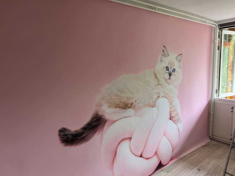 Chat blanc sur fond rose