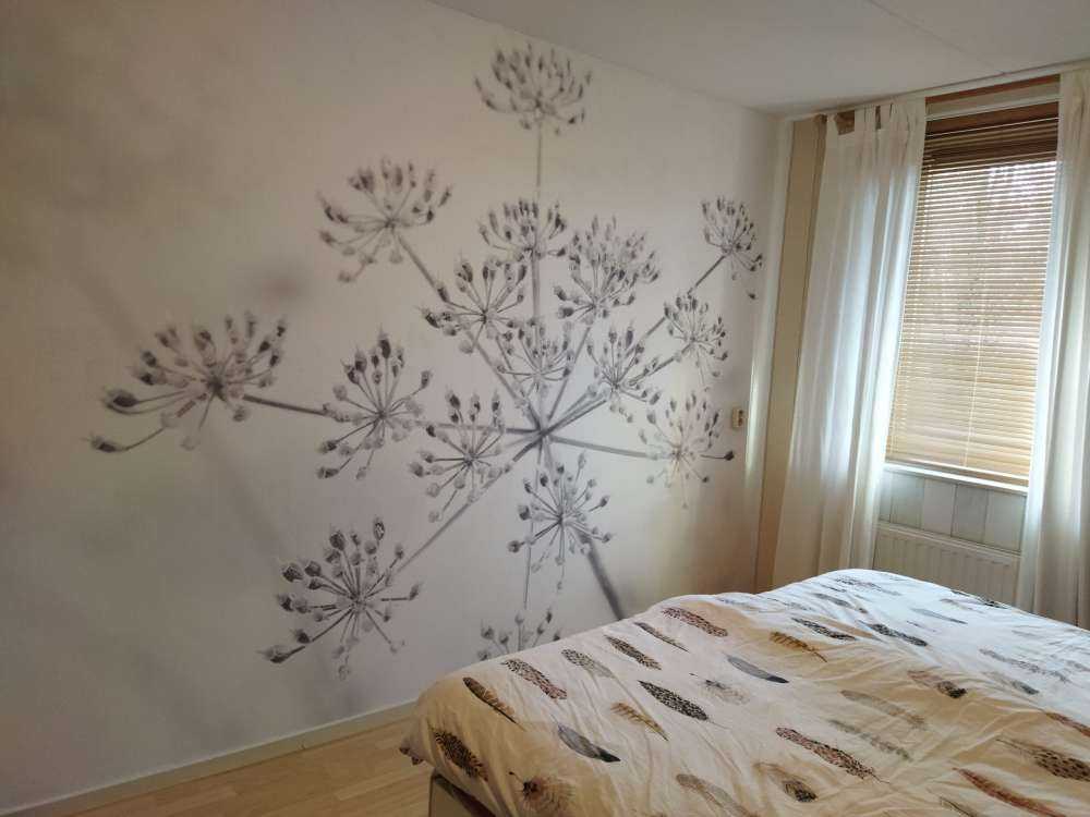 Cerfeuil sauvage en gros plan