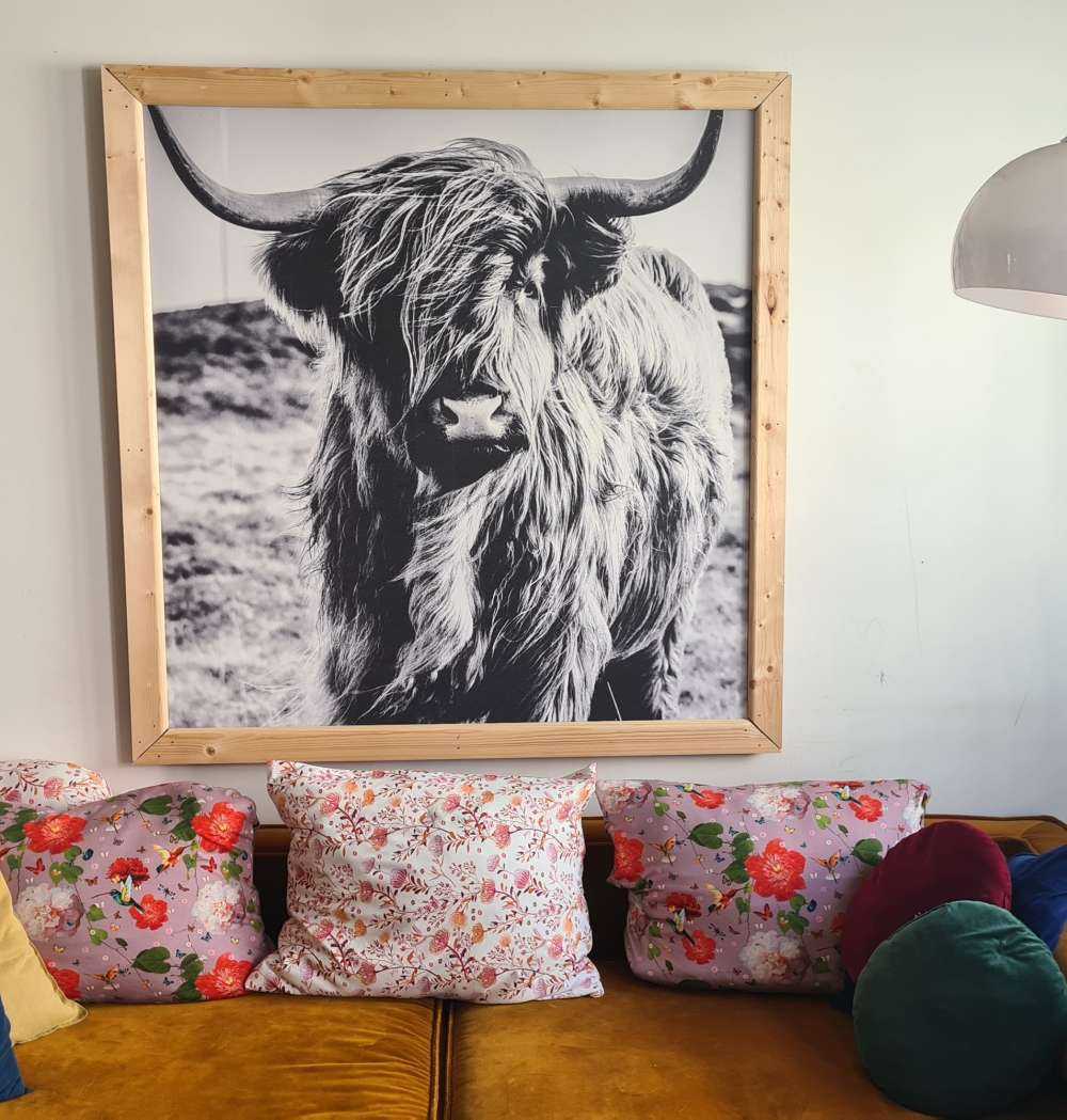 Le Highland écossais en noir et blanc