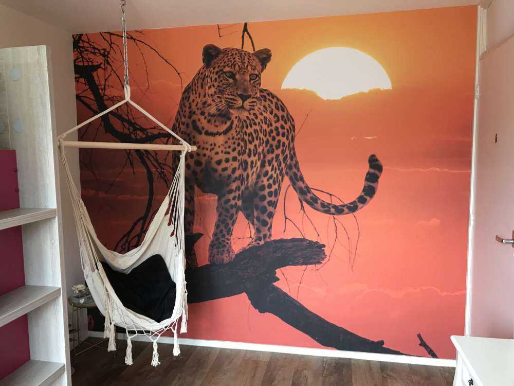 Léopard sous le soleil couchant