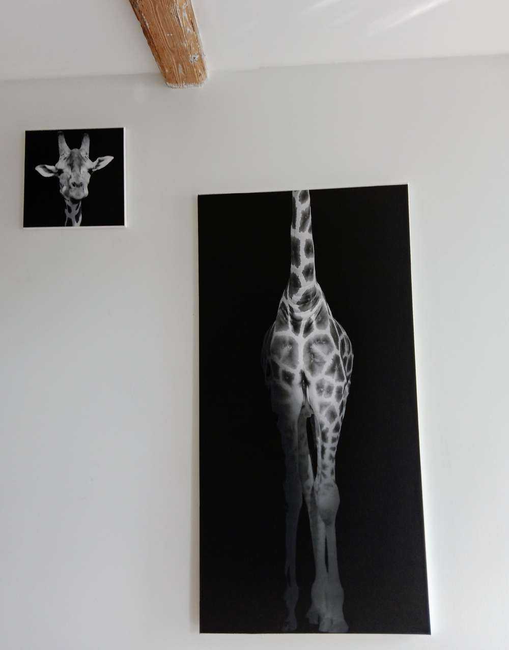Girafe en noir et blanc