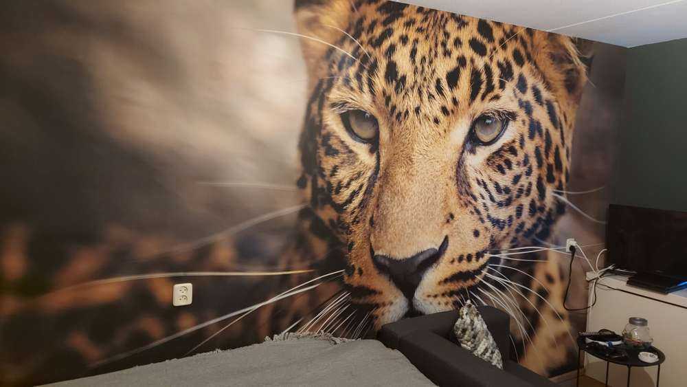 Gros plan d'une tête de léopard