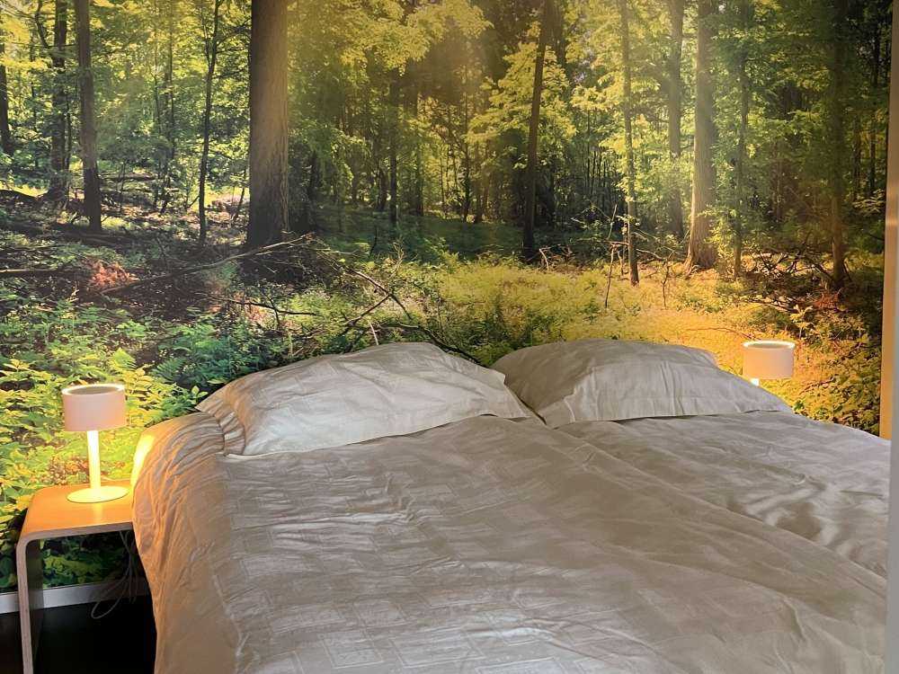 Une forêt avec des rayons de soleil