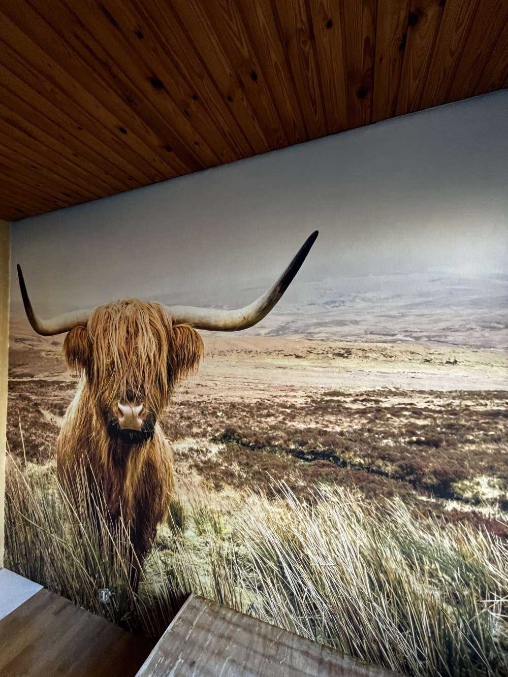 Highland écossais avec roseau