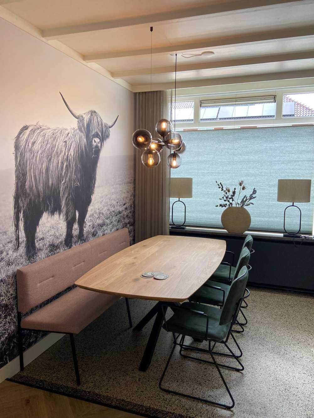 Le Highland écossais dans l'herbe