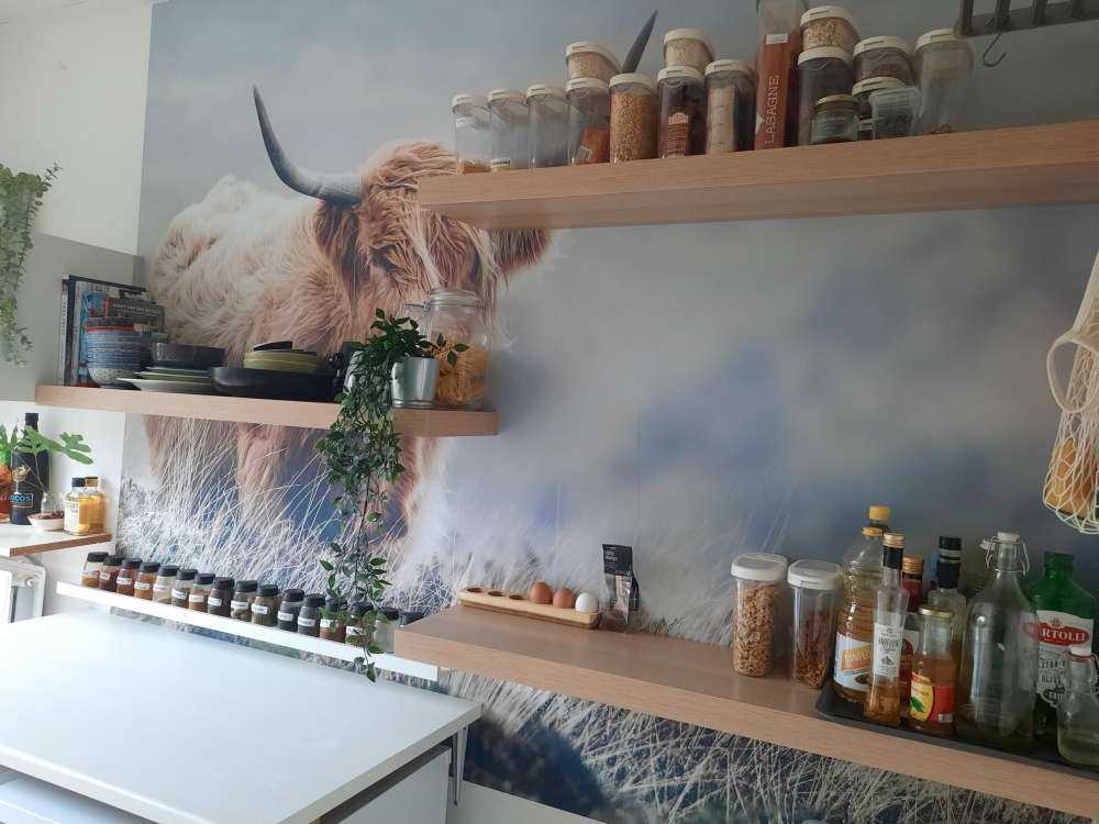 Les Highland écossais dans la nature