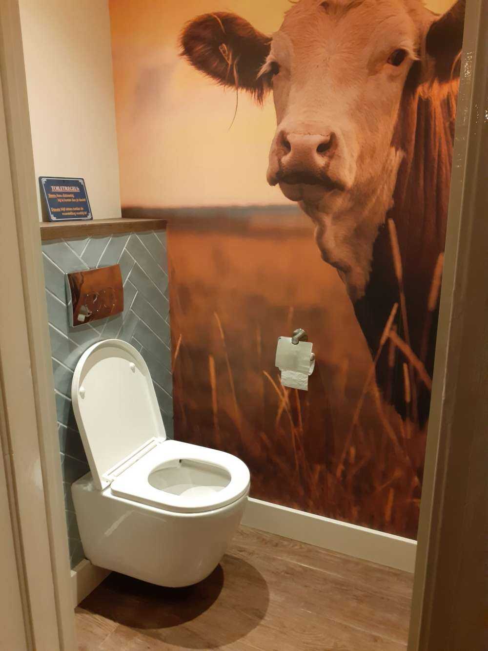 Les vaches au soleil du soir