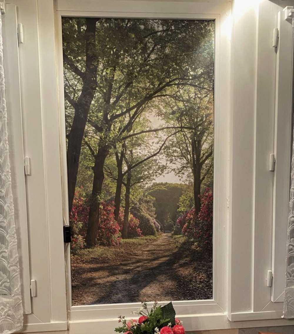 Lever de soleil sur le chemin avec des rhododendrons