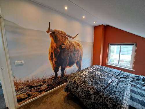 Un Highland écossais sur une colline