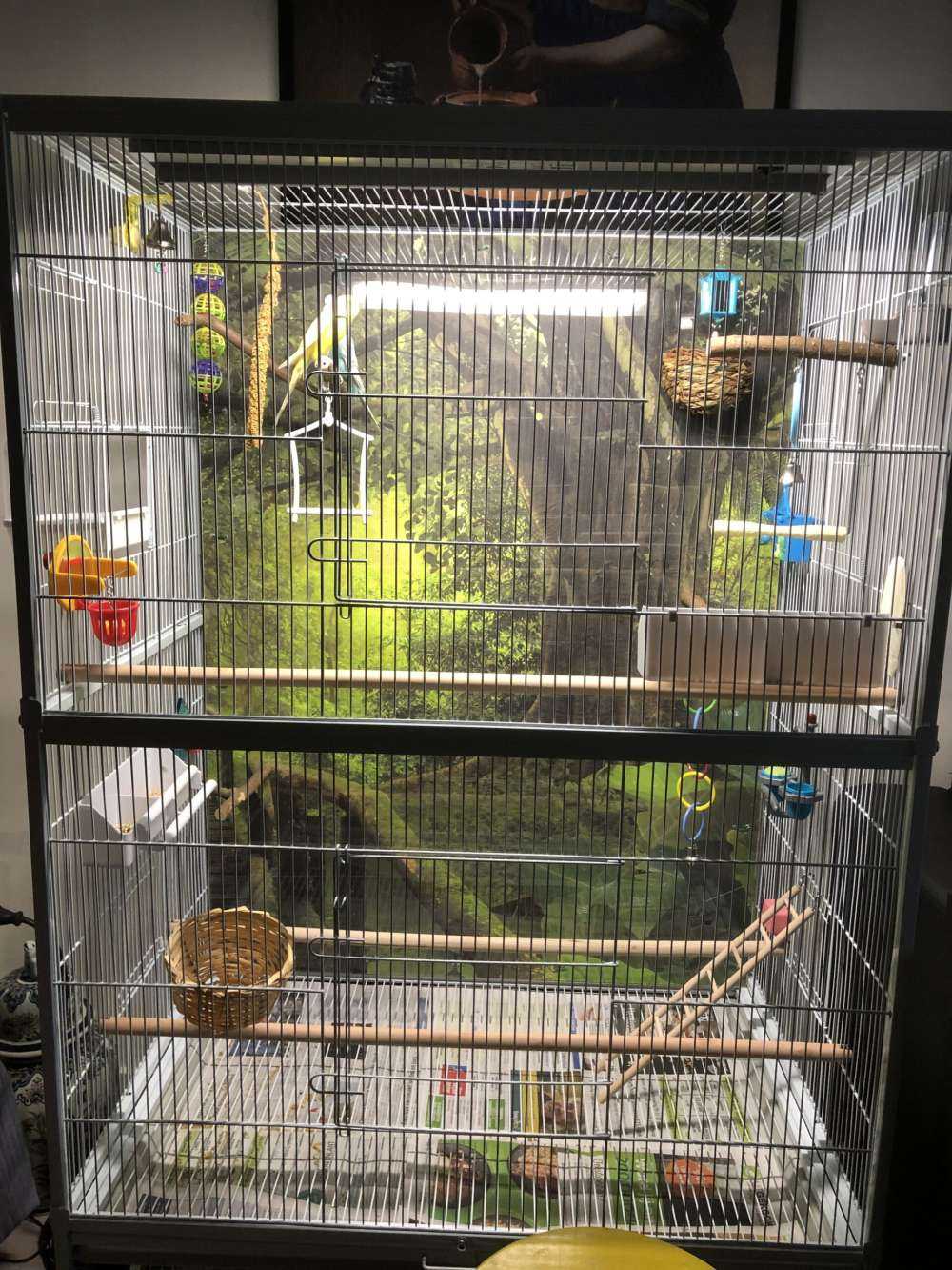Pont en bois à travers une jungle verte