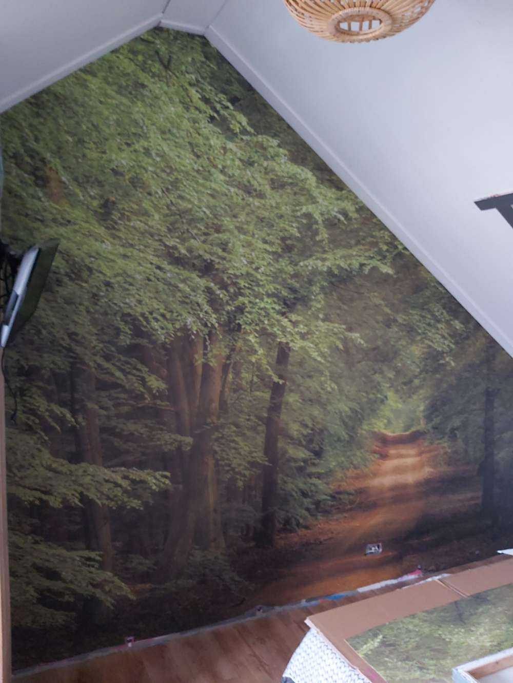 Sentier à travers la forêt avec des rayons de soleil