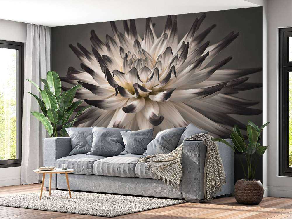 Fleur de dahlia noir et blanc