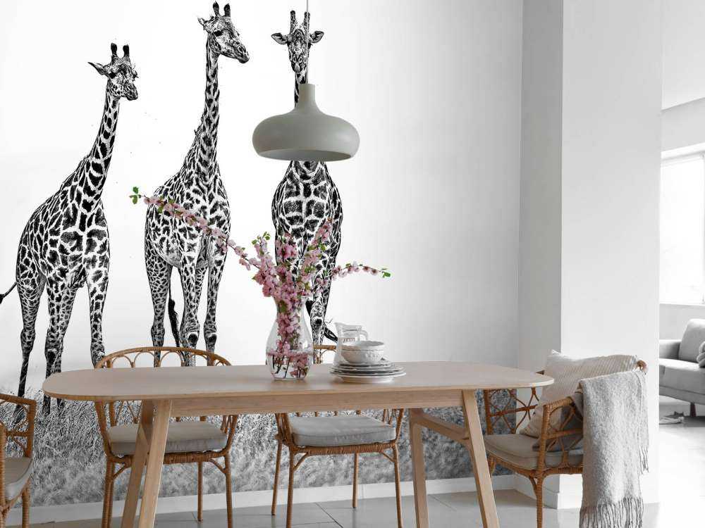 Giraffes in the Mara plains