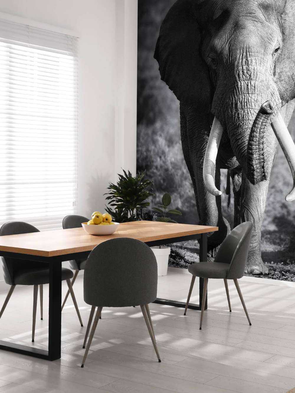 éléphant d'Afrique