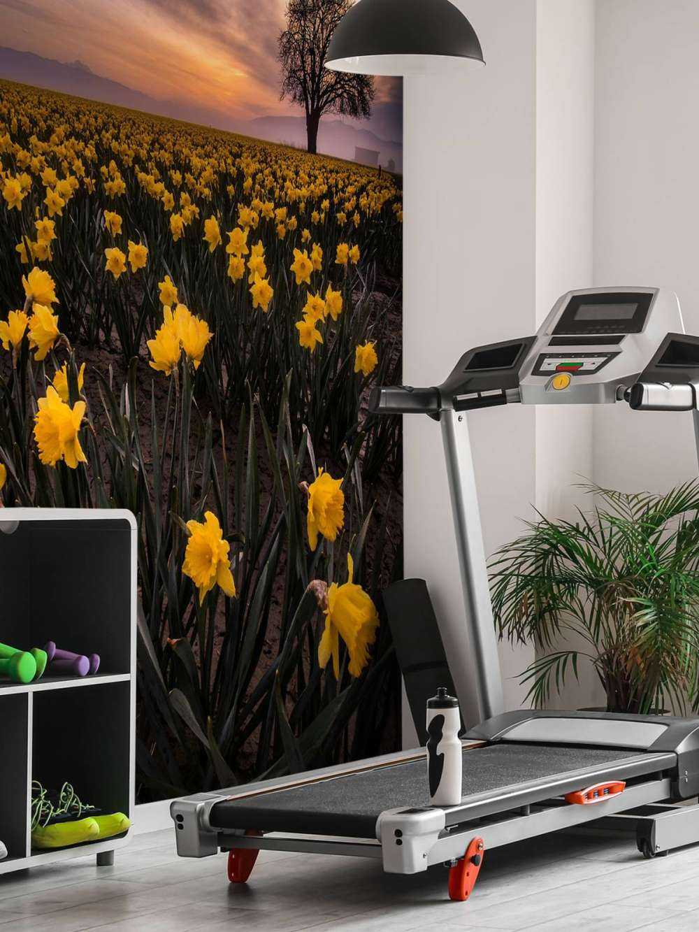 Champ avec jonquilles